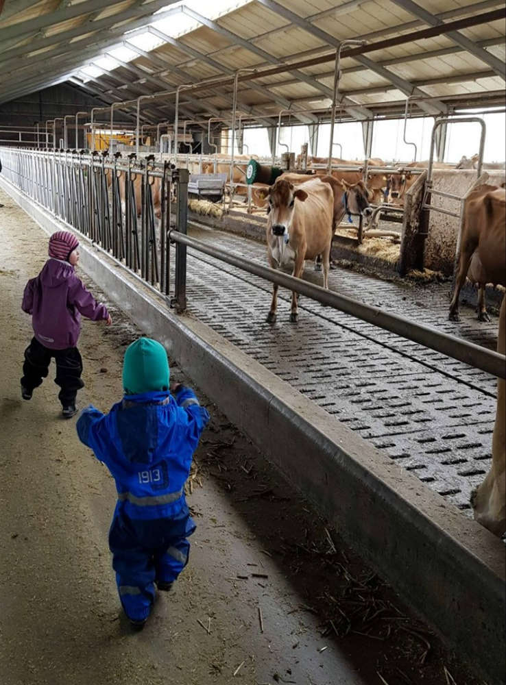 To børn er i en stald med køer