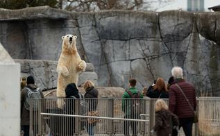 Folk kigger på isbjørn i Zoologisk Have.