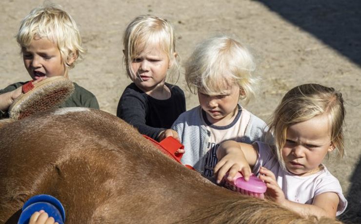 Fire børn stryger hest