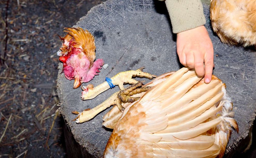 Barnehånd rører ved den døde hønes fjer mens hønens hoved ligger ved siden af 