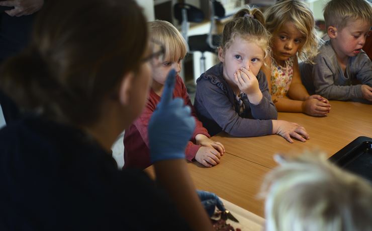 Børn ser en sild blive fileteret foto: Tobias Stidsen