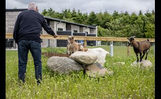Ældre mand fodrer geder foran friplejehjem