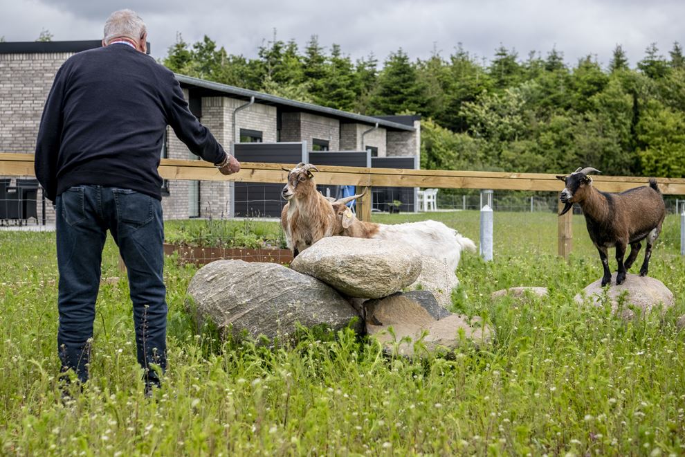 Ældre mand fodrer geder foran friplejehjem